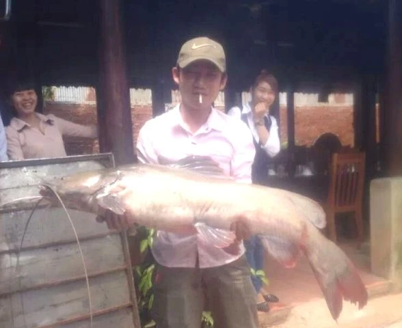 Bắt được cá lăng “khủng” ở hồ Dầu Tiếng ảnh 1